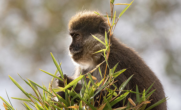 Bale mountain monkey