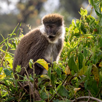 Bale mountain monkey