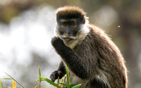 Bale mountain monkey