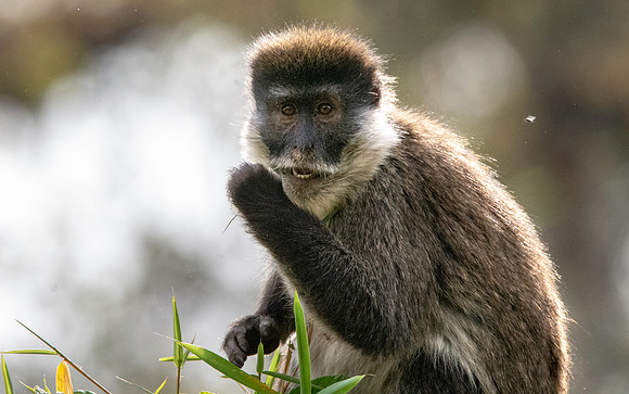 Bale mountain monkey