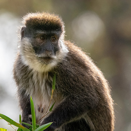 Bale mountain monkey