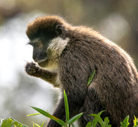 Bale mountain monkey