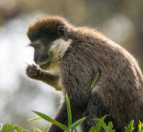 Bale mountain monkey
