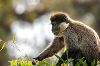 Bale mountain monkey