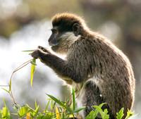 Bale mountain monkey