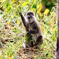 Bale mountain monkey