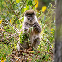 Bale mountain monkey