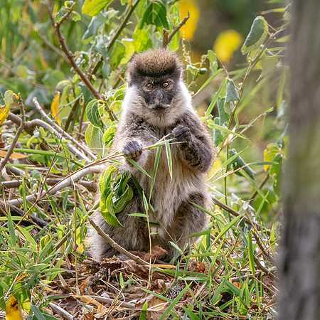Bale mountain monkey