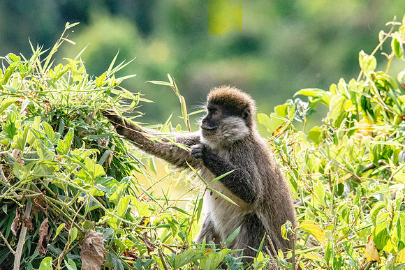 Bale mountain monkey