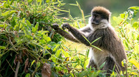 Bale mountain monkey