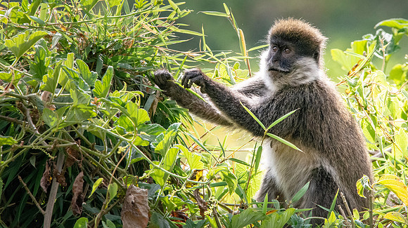 Bale mountain monkey