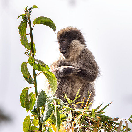Bale mountain monkey