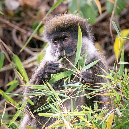 Bale mountain monkey