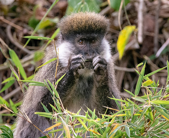 Bale mountain monkey