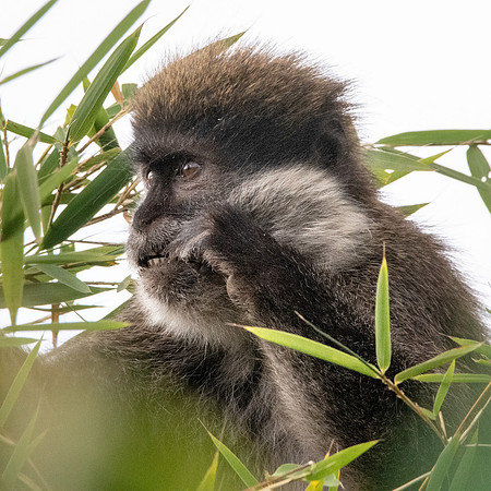 Bale mountain monkey