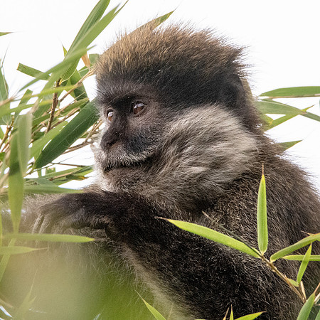 Bale mountain monkey