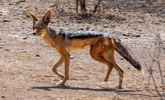 Black backed jackal