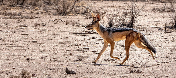 Black backed jackal