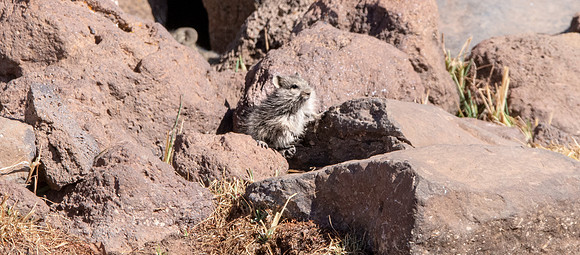 Blick's grass rat