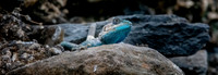 Blue headed rock agama lizard