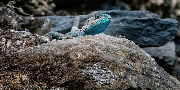Blue headed rock agama lizard