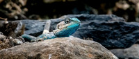 Blue headed rock agama lizard