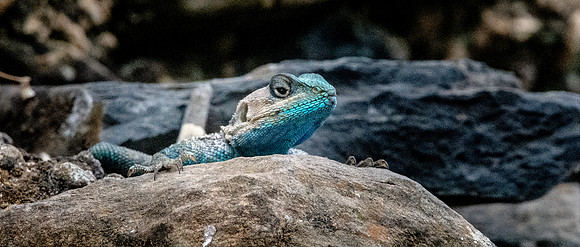 Blue headed rock agama lizard