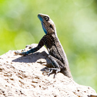 Blue headed rock agama lizard