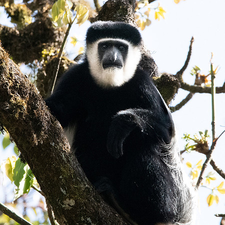 Colobus monkey