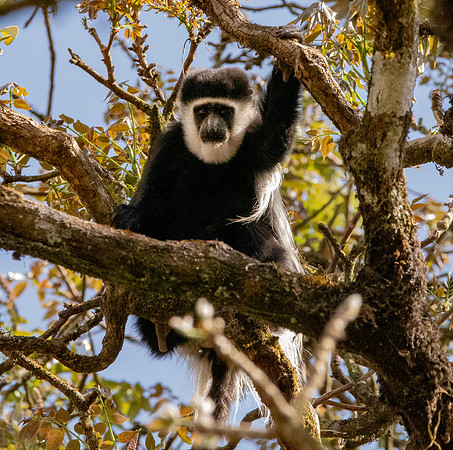 Colobus monkey