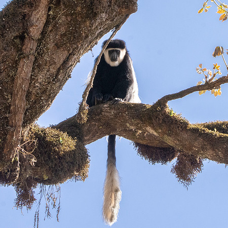 Colobus monkey