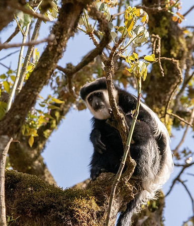 Colobus monkey