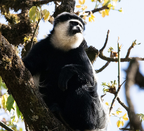 Colobus monkey