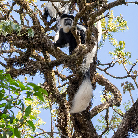Colobus monkey