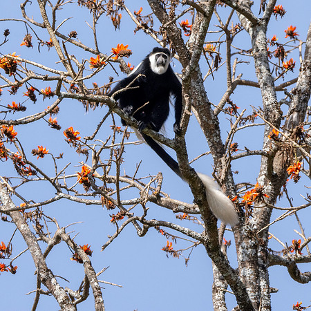 Colobus monkey