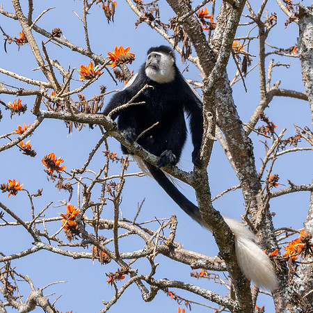 Colobus monkey