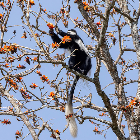 Colobus monkey