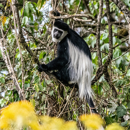 Colobus monkey