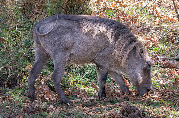 Warthog