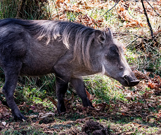 Warthog