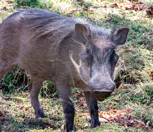 Warthog