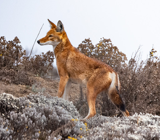 Ethiopian wolf