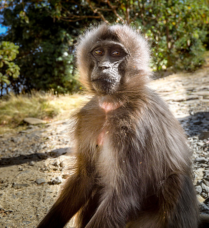 Gelada baboon