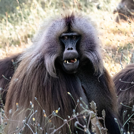 Gelada baboon