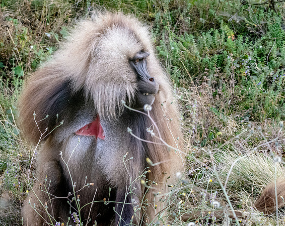 Gelada baboon