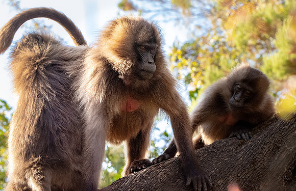 Gelada baboon