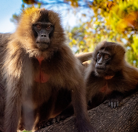 Gelada baboon