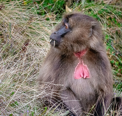 Gelada baboon