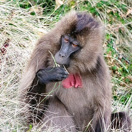 Gelada baboon