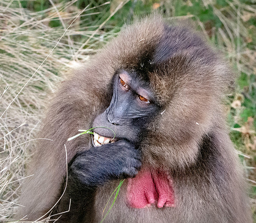 Gelada baboon